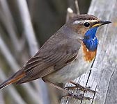 Luscinia svecica