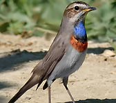 Luscinia svecica