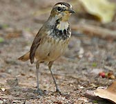 Luscinia svecica