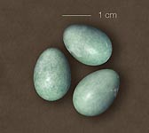 Luscinia svecica
