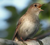 Luscinia luscinia