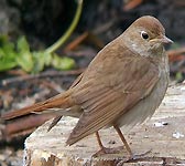 Luscinia luscinia