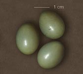 Luscinia luscinia