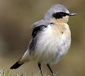 Oenanthe oenanthe