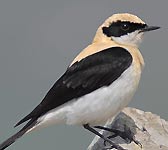 Oenanthe hispanica