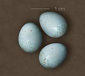 Oenanthe hispanica