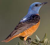 Monticola saxatilis