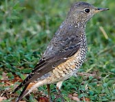 Monticola saxatilis