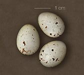 Loxia curvirostra