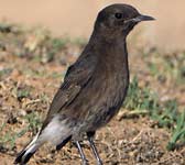 Oenanthe leucura