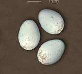 Oenanthe leucura
