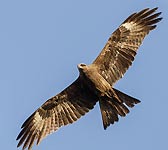 Milvus migrans