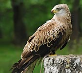 Milvus milvus