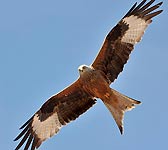 Milvus milvus