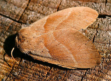 Imitation et mimétisme dans le monde des insectes, première partie.