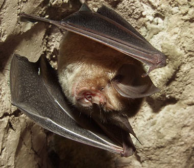 Petit guide d'identification des chauves-souris.