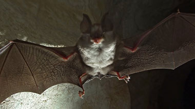 Les chauves-souris, maîtresses de la nuit, mais pour combien de temps ?