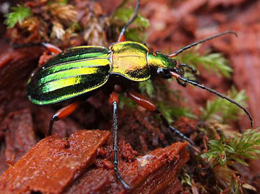 Biologie des Carabes de France : le Carabus, de l'œuf à l'insecte parfait.