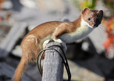 Carnivores sauvages de France - La Belette (Mustela nivalis).
