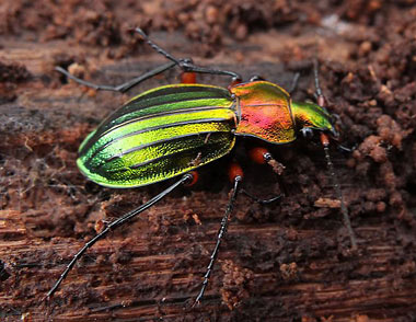 Régime alimentaire des Carabes comme le Carabus auronitens ou le Carabus problematicus.